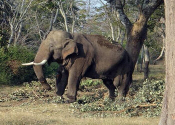 ઝારખંડમાં હાથીનો તરખાટ : નવ દિવસમાં 19ને મોતને ઘાટ ઉતાર્યા