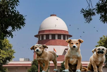 રખડતા કૂતરા કરડે તો રાજ્ય સરકારે પીડિતને મોટું વળતર ચૂકવવું પડશે | If a stray dog bites the state …