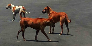 ચૂંટણી વાયદો પૂરો કરવા એક અઠવાડિયામાં 500 શ્વાનની હત્યા… તેલંગાણાની ચોંકાવનારી ઘટના