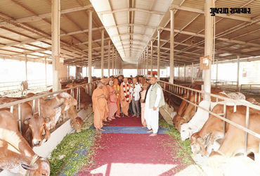 વડતાલ ધામમાં મકરસંક્રાંતિ પર 310 ગાયોનું વિશેષ પૂજન, લાડુ, સુખડી, લીલો ચારો ખવડાવામાં આવ્યો | Swamin…