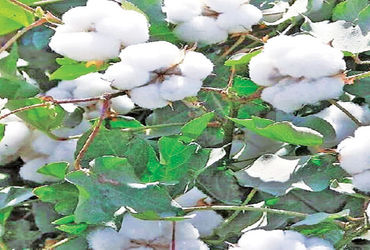 11 ટકા ડયૂટી રદ કરાતા નવી માર્કેટિંગ મોસમમાં રૂની આયાતમાં વધારો | Cotton imports increase in new mar…