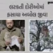 ઉત્તરાયણ બાદ પણ લટકતી દોરીઓ પક્ષીઓ માટે આફત: અમદાવાદમાં ઘુવડ અને છોટાઉદેપુરમાં બગલાનું દિલધડક રેસ્ક્…