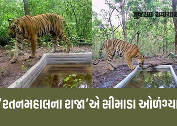 રતનમહાલના રાજાએ સીમાડા ઓળંગ્યા: જોડીદારની શોધમાં છોટાઉદેપુર સુધીનો 120 ચો.કિમી. વિસ્તાર ખૂંદી વળ્યો …