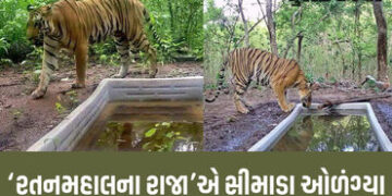 રતનમહાલના રાજાએ સીમાડા ઓળંગ્યા: જોડીદારની શોધમાં છોટાઉદેપુર સુધીનો 120 ચો.કિમી. વિસ્તાર ખૂંદી વળ્યો …