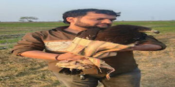 ઇંગોલીમાં ઇજાગ્રસ્ત બાજનું રેસ્ક્યૂ કરાયું | Injured falcon rescued in Ingoli