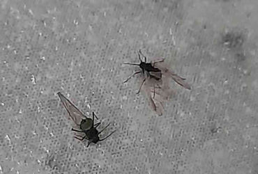 વડોદરામાં સવાર-સાંજ ઠંડી, બપોરે ગરમીની બેવડી ઋતુ : ‘મસી’નો ભારે ઉપદ્રવ, વાહન ચાલકો પરેશાન | Vadodara…