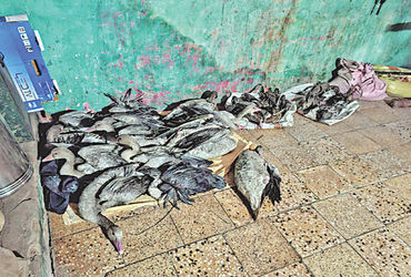 ધરજી ગામમાં 3 ઘરમાંથી 38 વિદેશી પક્ષી મળી આવ્યાં | 38 exotic birds found in 3 houses in Dharji villa…