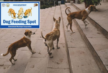 અમદાવાદીઓ સાવધાન! જાહેર રોડ પર શ્વાનને ખવડાવ્યું તો થશે દંડ, AMCએ નક્કી કર્યા 100 ‘ફિડિંગ સ્પોટ’ | A…