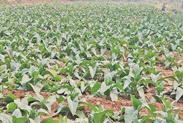 તમાકુના ‘કાચા સોના’ પર ટેક્સનું ગ્રહણ : આણંદના 2.4 લાખ ખેડૂતોનું ભાવિ જોખમમાં | Taxation on raw gold…