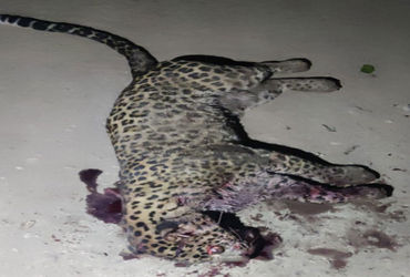 પિતા-પુત્રએ સ્વબચાવમાં દાતરડાના 8થી 10 ઘા ઝીંકી દીપડાને રહેંસી નાખ્યો | Father and son in self defen…