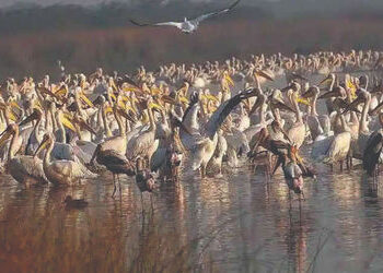 જામનગરના વિશ્વ પ્રસિદ્ધ ખીજડીયા પક્ષી અભયારણ્યમાં આજથી બે દિવસ માટેની પક્ષી ગણતરીનો પ્રારંભ | Two da…