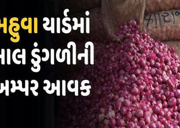 મહુવામાં 3 દિવસમાં સફેદની તુલનામાં લાલ ડુંગળીની 37,102 ગુણીનો વધારો | In Mahuva the number of red on…