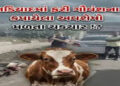 નડિયાદ અને મહુધામાં ગૌવંશના કતલની આશંકા : નહેરમાંથી 50 થી વધુ ગૌવંશના અવશેષો મળ્યાં | Cow slaughter …