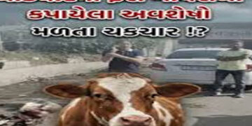 નડિયાદ અને મહુધામાં ગૌવંશના કતલની આશંકા : નહેરમાંથી 50 થી વધુ ગૌવંશના અવશેષો મળ્યાં | Cow slaughter …