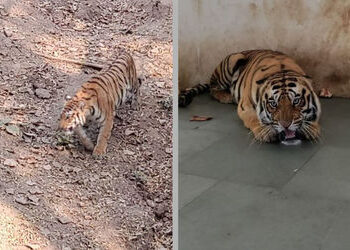 સુરત: ‘અભય’ અને ‘શ્રી’ બન્યા સરથાણા નેચર પાર્કના નવા સભ્યો, આજથી શહેરીજનો નિહાળી શકશે આ જોડી | Surat…