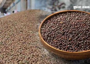 ગુજરાતમાં ચણા અને રાઇની ટેકાના ભાવે ખરીદી કરાશે, 13 ફેબ્રુઆરીથી ઓનલાઇન નોંધણી, જાણો ભાવ | Gujarat Go…