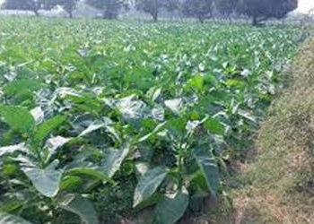 ગુજરાતમાં તમાકુના ઉત્પાદનમાં 5 વર્ષમાં 19 ટકાનો વધારો