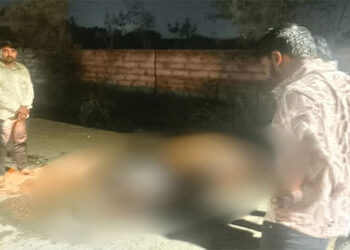 લીંબડીમાં ખુલ્લી ગટરમાં ખાબકતા ગાયનું મોત, પાલિકા તંત્ર સામે રોષ | Cow dies after being sucked into …