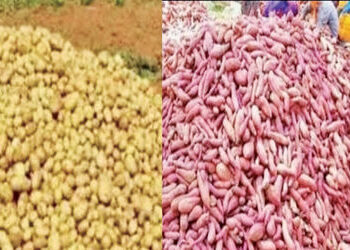 કપડવંજ પંથકમાં બટાકા-શક્કરિયાના ભાવમાં ઉથલપાથલની શક્યતાઓ | Possibility of fluctuations in potato and…