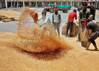 સરકારે 25 લાખ ટન ઘઉં અને પાંચ લાખ ટન ખાંડની નિકાસની છૂટ આપી | Government allows export of 2 5 millio…