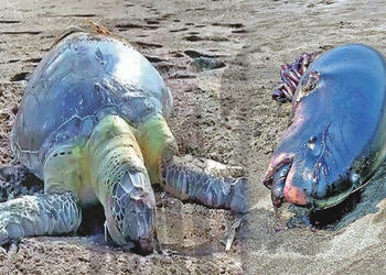 વલસાડના દરિયાકાંઠે દુનિયાની સૌથી નાની વ્હેલ અને મહાકાય કાચબો મૃત મળ્યાં, મોતનું કારણ જાણવા પોસ્ટમોર્…