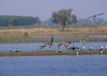 વઢવાણા તળાવમાં આ વર્ષે 47700 પક્ષીઓ આવ્યા, 2022 કરતા અડધા | 47000 migratory birds arrived at vadhvan…