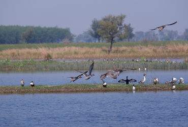 વઢવાણા તળાવમાં આ વર્ષે 47700 પક્ષીઓ આવ્યા, 2022 કરતા અડધા | 47000 migratory birds arrived at vadhvan…