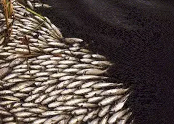 દહેગામ તાલુકાના લીહોડા ગામના તળાવમાં ઢગલાબંધ માછલીનાં મોત | A large number of fish died in the pond …