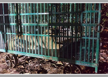 અમરેલી: ધારીના ગોવિંદપુરમાં મહિલાને ફાડી ખાનાર સિંહણ પાંજરે પુરાઈ | Amreli: Lioness Attacks Woman Wo…