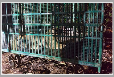 અમરેલી: ધારીના ગોવિંદપુરમાં મહિલાને ફાડી ખાનાર સિંહણ પાંજરે પુરાઈ | Amreli: Lioness Attacks Woman Wo…