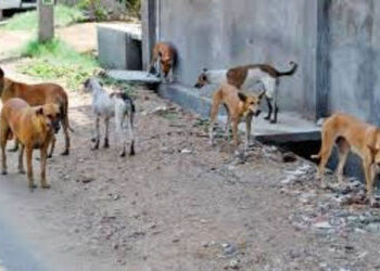 દેવભૂમિ દ્વારકા: સલાયામાં રખડતા શ્વાનનો હાહાકાર, એક જ દિવસમાં 8 લોકો બચકા ભર્યા | Devbhumi Dwarka: S…