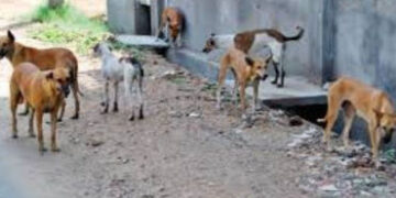 દેવભૂમિ દ્વારકા: સલાયામાં રખડતા શ્વાનનો હાહાકાર, એક જ દિવસમાં 8 લોકો બચકા ભર્યા | Devbhumi Dwarka: S…