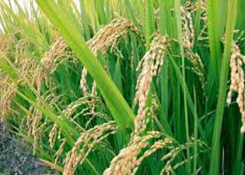 વડોદરાઃમાવઠાંની આગાહીને પગલે ખેડૂતોની ચિંતા વધી,કેરી અને ઘઉંના પાકને જોખમ