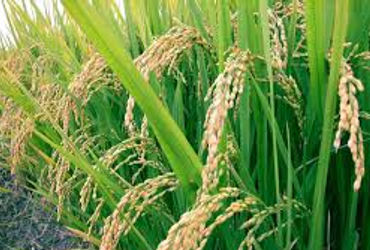 વડોદરાઃમાવઠાંની આગાહીને પગલે ખેડૂતોની ચિંતા વધી,કેરી અને ઘઉંના પાકને જોખમ