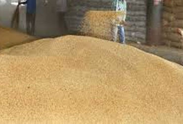 25 લાખ ટન ઘંઉની નિકાસની છૂટના પગલે ભાવ પ્રતિ મણ રૂ।. 600ને પાર | Price crosses Rs 600 per maund foll…