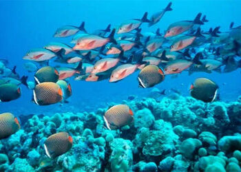 હિન્દ મહાસાગરમાં 60 વર્ષમાં 30 ટકા ખારાશ ઘટી, સમુદ્ર જીવન પર ગંભીર અસર પડશે | Salinity in the Indian…