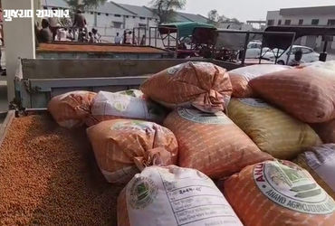 ભાલના પ્રખ્યાત ચણાની બજારમાં ધમાકેદાર એન્ટ્રી: ધંધુકા APMCમાં હરાજીનો પ્રારંભ, ₹1311 સુધીના ભાવ બોલા…