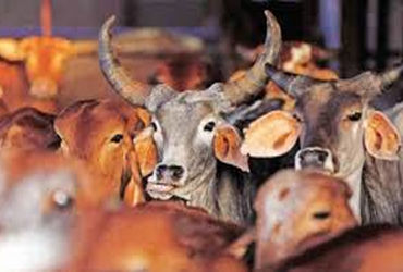 દુકાનમાં ગૌ માંસનું વેચાણ કરતા 4 ઇસમો ઝબ્બે | 4 people arrested for selling beef in shop