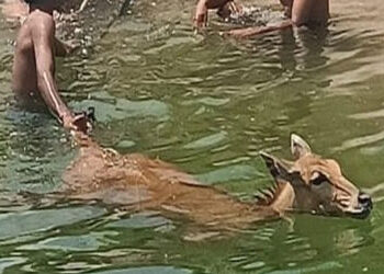 છાણી કેનાલ નજીક ફેન્સીંગ નહીં કરાતા ફરી એકવાર નીલ ગાય ખાબકી, ફાયર બ્રિગેડનું રેસ્ક્યુ | A nilgai dro…