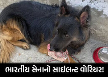 ગોળી વાગી પણ ડર્યો નહીં! લોહીલુહાણ હાલતમાં આર્મી ડોગ ટાયસને આતંકવાદીઓને દબોચી જવાનોની કરી રક્ષા | ar…