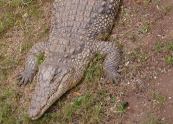 વિશ્વામિત્રી નદીમાં વધુ એક મગરનું રહસ્યમય સંજોગોમાં મોત | Another crocodile dies under mysterious ci…