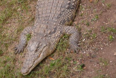 વિશ્વામિત્રી નદીમાં વધુ એક મગરનું રહસ્યમય સંજોગોમાં મોત | Another crocodile dies under mysterious ci…