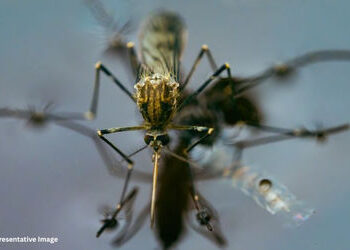 સરકારનું જૂઠાણું? અમદાવાદમાં મેલેરિયાના કેસ બાબતે સરકાર અને AMCના આંકડામાં જમીન-આકાશનો ફેર! | Ahmeda…