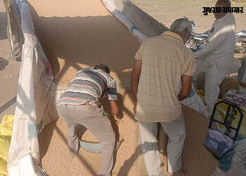 અમરેલીમાં આજથી ટેકાના ભાવે તુવેરની ખરીદીનો પ્રારંભ, રૂ.1600ના ભાવે વેચાતા ખેડૂતો ખુશખુશાલ | Amreli N…