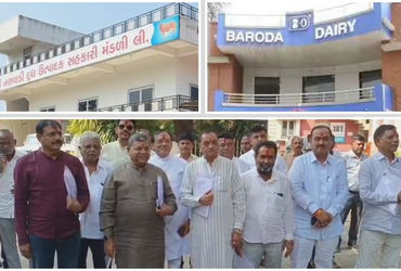 બરોડા ડેરીની ચૂંટણીમાં ભાજપ-કોંગ્રેસ વચ્ચે ‘ઈલુ ઈલુ’?: છોટાઉદેપુરની 4 બેઠકો બિનહરીફ કરવા ‘સેટિંગ’ના …