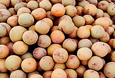 વંથલી માર્કેટ યાર્ડમાં રોજ 6થી 7 હજાર મણ જેટલા ચીકુની આવક | The daily income of Chiku in Vanthali Ma…