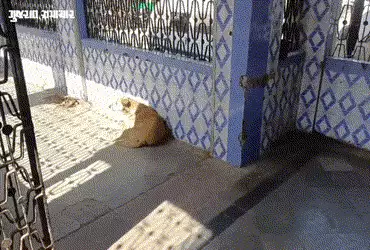 રાજકોટ: સ્કૂલો બાદ હવે સરકારી આરોગ્ય કેન્દ્રમાં રખડતા શ્વાનની ગણતરી કરવાનો કમિશનરનો આદેશ | Health Co…