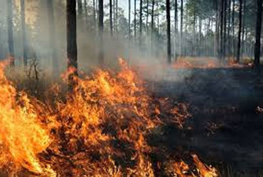 ચોરવાડ નજીક જંગલમાં આગ લાગતાં 100 જેટલાં સરૂનાં વૃક્ષને નુકસાન | Around 100 cypress trees damaged in…