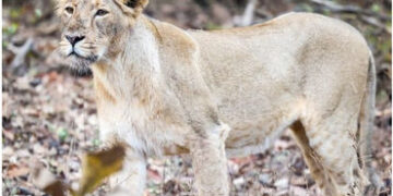 ગુજરાતમાં બે વર્ષમાં 258 સિંહોના કુદરતી અને 64ના અકુદરતી મોત, એક વર્ષમાં 148 ગુમાવ્યાં | Gujarat Rep…