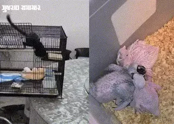 અમદાવાદમાં ફ્લેટમાં ચાલતા વિદેશી પ્રાણીઓના ગેરકાયદે બ્રીડિંગનો પર્દાફાશ, લાખોની કિંમતના દુર્લભ જીવો …